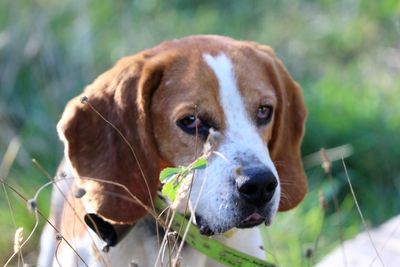 Close-up portrait of a dog