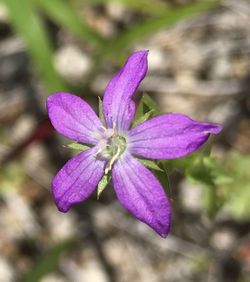 Close-up of flower against blurred background