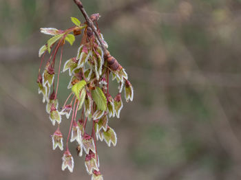 Close-up of flowering plant against blurred background
