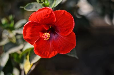 Close-up of red hibiscus flower