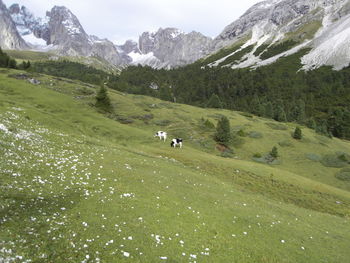 View of a horse on mountain landscape