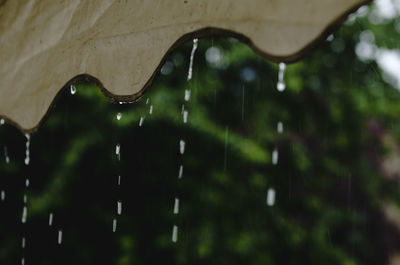 Close-up of water drops on plant during rainy season