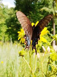 Close-up of butterfly pollinating on flower