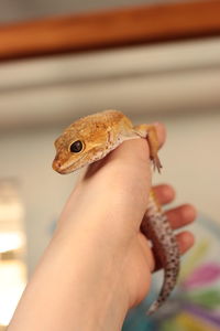 Close-up of hand holding lizard