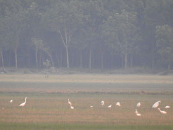 Flock of birds on field