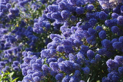 Close-up of purple flowering plant