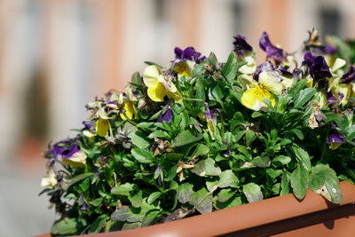 Close-up of purple flowering plant