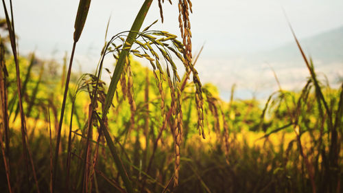 Close-up of wheat field against sky