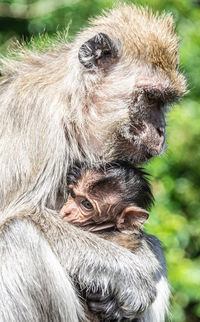 Close-up of a monkey and baby