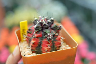 Cropped hand holding cactus