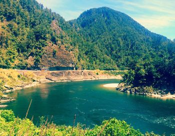 Scenic view of river amidst trees in forest