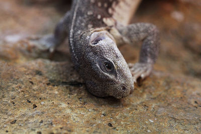 Close-up of lizard