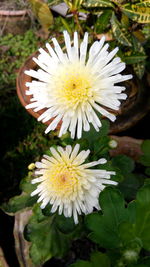 Close-up of white flowers growing in back yard