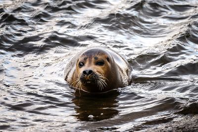 Portrait of seal in the river thames