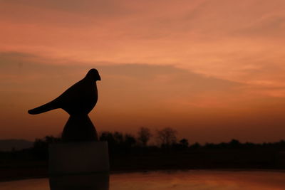 Silhouette bird perching on a orange sunset