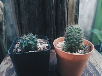 Close-up of potted plant on table