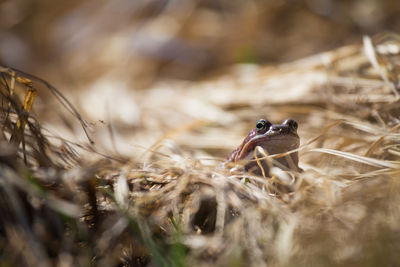 Close-up of frog on dry grassy field