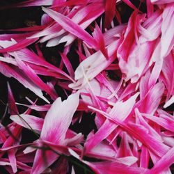 Full frame shot of pink flowering plants