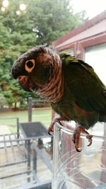 Close-up of bird perching outdoors