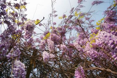 Low angle view of pink flowers blooming on tree