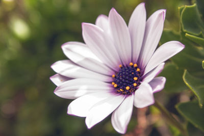 Close-up of white flower