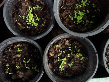 Close-up of potted plants in greenhouse