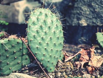 Close-up of succulent plant on field