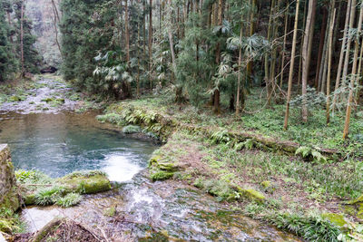 Stream flowing amidst trees in forest