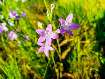 Close-up of purple flowering plant