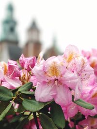 Close-up of pink flowers blooming outdoors