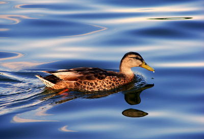 Duck swimming on lake