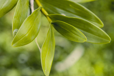 Close-up of green plant