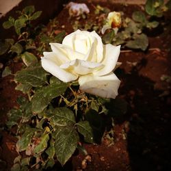 Close-up of white flowers