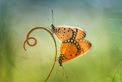 Close-up of butterflies on plant stem