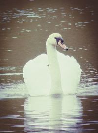 Reflection of trees in water