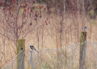 Pied wagtail 