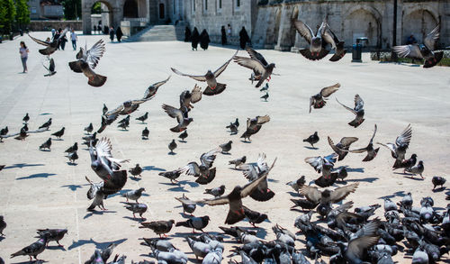 High angle view of pigeons flying in city