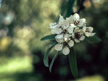 Close-up of white cherry blossom tree