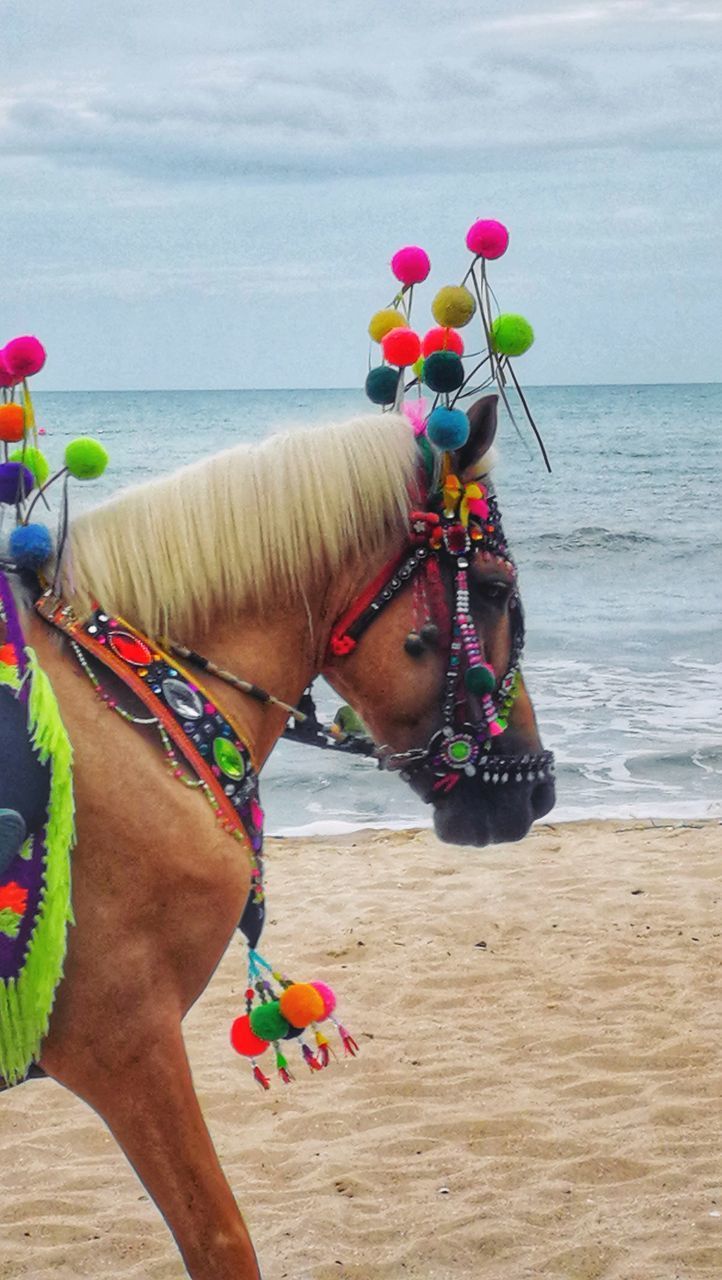 SIDE VIEW OF A HORSE IN THE BEACH