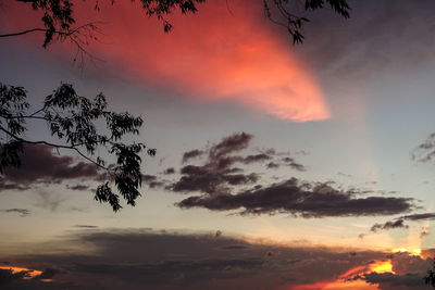 Low angle view of tree against sky at sunset