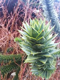 High angle view of succulent plant on field