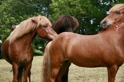 Horses standing in ranch