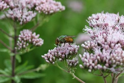 Close-up of bee pollinating on pink flower