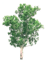 Close-up of tree against white background