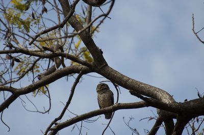 Low angle view of bird perching on branch