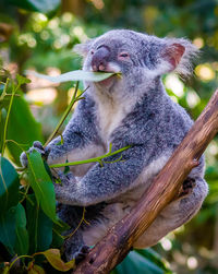 Close-up of an animal sitting on branch