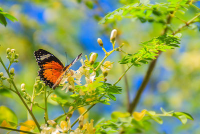 Close-up of butterfly pollinating on flower