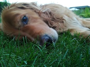 Close-up of dog on field