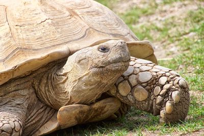 Close-up of tortoise