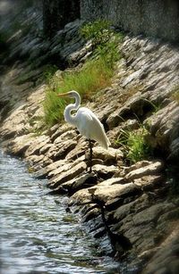 Swan in water